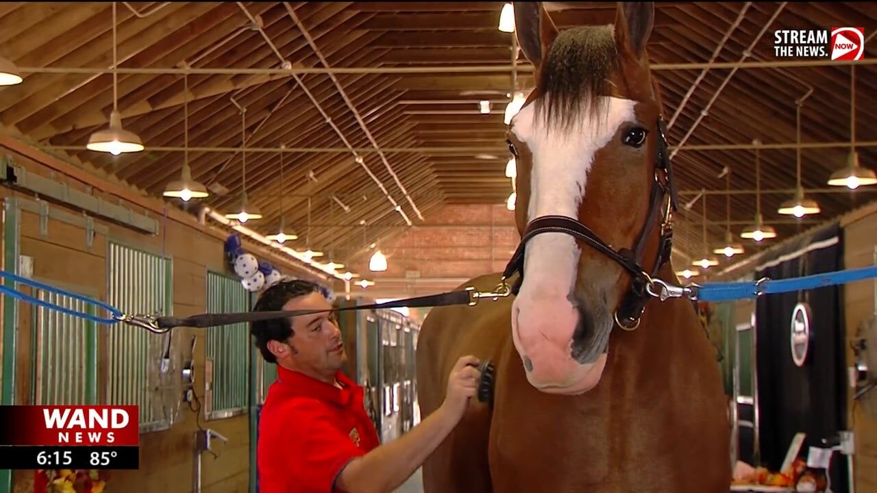 World Clydesdale Show ramps up at State Fairgrounds